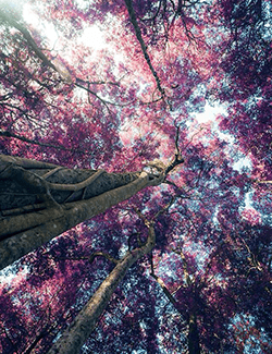 A pretty picture of a pink flowered tree